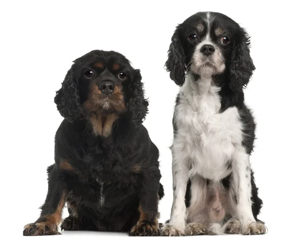 Cavalier King Charles Spaniels, 9 and 7 years old, in front of white background — Stock Photo, Image