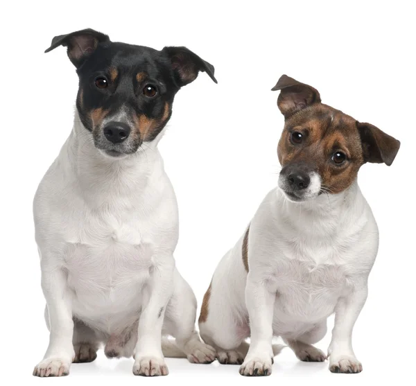 Jack Russell Terriers (4 e 2 anos de idade ) — Fotografia de Stock