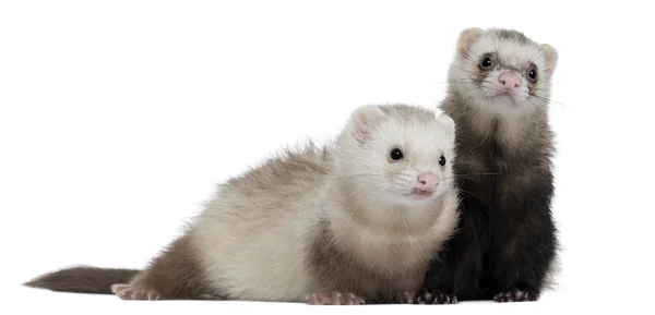 Ferrets, 8 months old, in front of white background — Stock Photo, Image