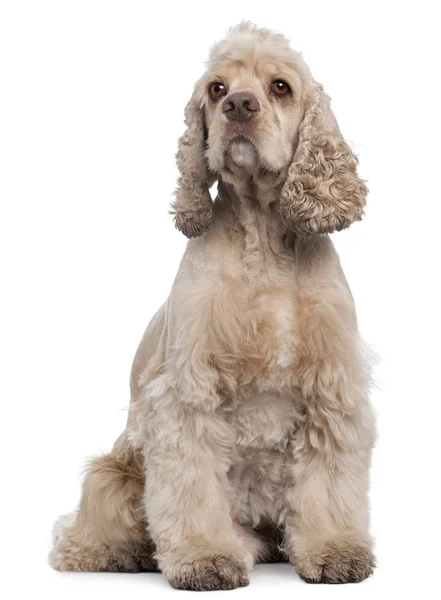 American Cocker Spaniel, 6 years old, sitting in front of white background — Stock Photo, Image