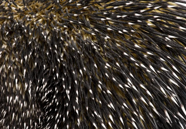 Primer plano de las plumas del puercoespín brasileño, Coendou prehensilis — Foto de Stock