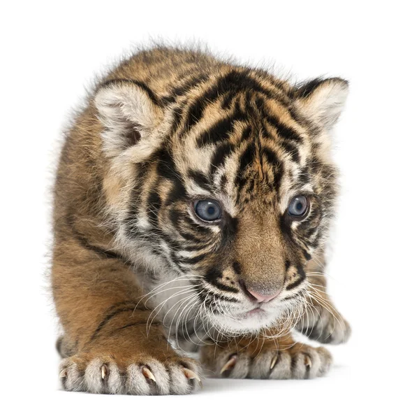 Sumatran Tiger cub, Panthera tigris sumatrae, 3 settimane, davanti allo sfondo bianco — Foto Stock