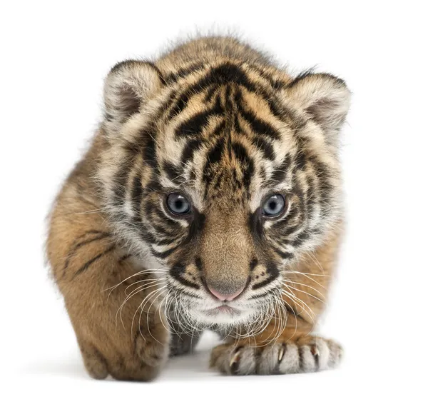 Sumatra tiger cub, panthera tigris sumatrae, 3 veckor gammal, framför vit bakgrund — Stockfoto