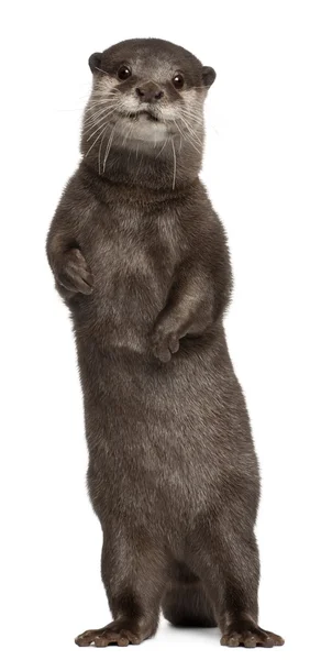 stock image Oriental small-clawed otter, Amblonyx Cinereus, 5 years old, standing in front of white background