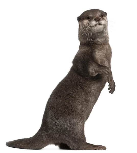 Oriental small-clawed otter, Amblonyx Cinereus, 5 years old, standing in front of white background — Stock Photo, Image