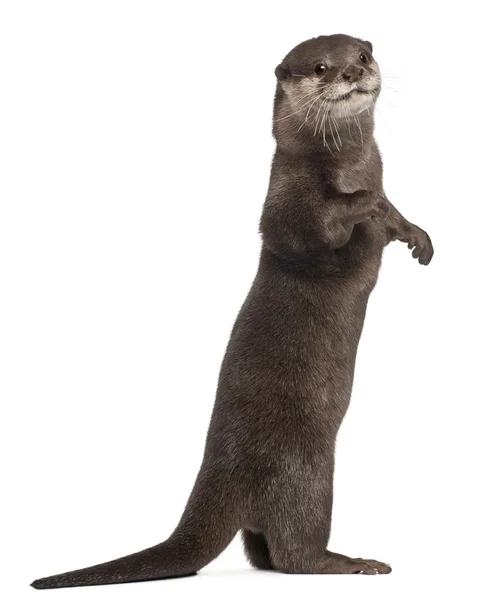 Oriental small-clawed otter, Amblonyx Cinereus, 5 years old, standing in front of white background — Stock Photo, Image