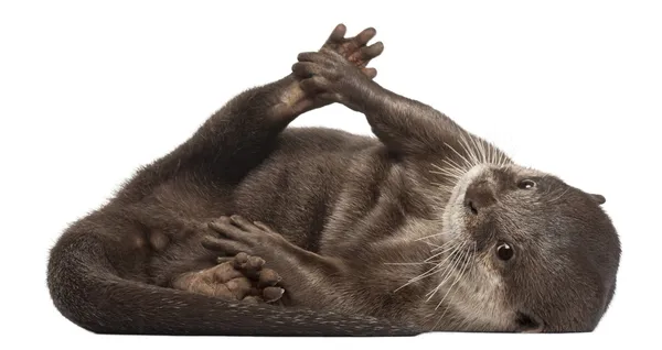 Oosterse kleine-klauwde otter, amblonyx cinereus, 5 jaar oud, staande voor de witte achtergrond — Stockfoto