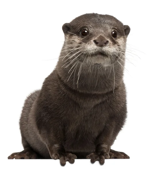 Oryantal küçük pençe otter, amblonyx cinereus, 5 yaşında, beyaz arka plan yalan. — Stok fotoğraf