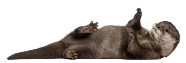 Oriental pequena garra lontra, Amblonyx Cinereus, 5 anos, deitado na frente do fundo branco — Fotografia de Stock
