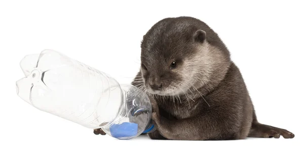 stock image Oriental small-clawed otter, Amblonyx Cinereus, 5 years old, standing in front of white background