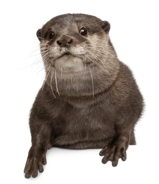 Oosterse kleine-klauwde otter, amblonyx cinereus, liggen 5 jaar oud, voor witte achtergrond — Stockfoto