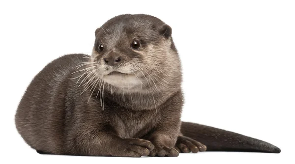 Oriental small-clawed otter, Amblonyx Cinereus, 5 years old, lying in front of white background — Stock Photo, Image