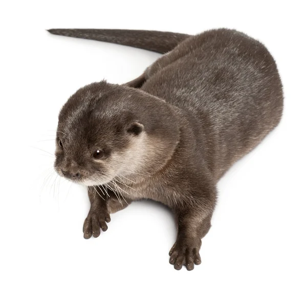 Oriental small-clawed otter, Amblonyx Cinereus, 5 years old, lying in front of white background — Stock Photo, Image