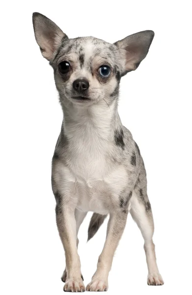 Chihuahua, 18 meses, de pé em frente ao fundo branco — Fotografia de Stock