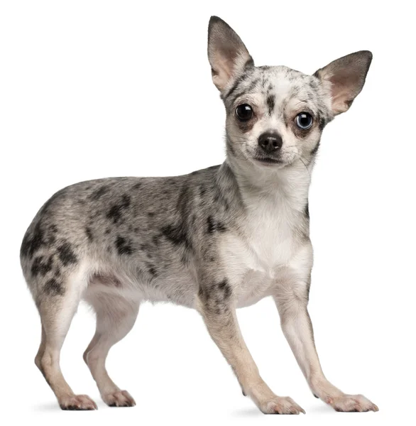 Chihuahua, 18 hónapos, fehér háttér előtt áll — Stock Fotó