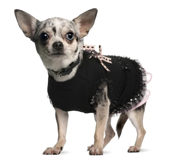 Chihuahua vestita elegante, 18 mesi, in piedi davanti allo sfondo bianco — Foto Stock