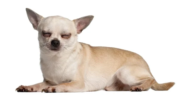 Chihuahua con gli occhi chiusi, 18 mesi, sdraiato davanti allo sfondo bianco — Foto Stock