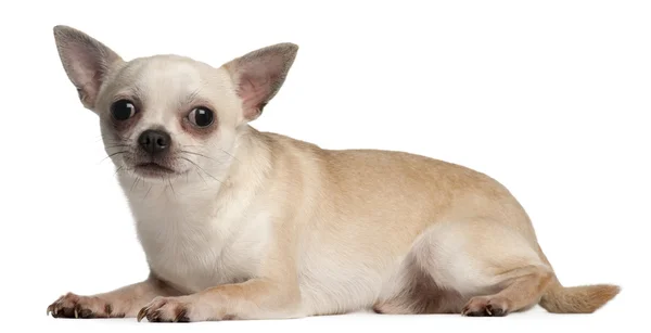 Chihuahua con los ojos cerrados, 18 meses de edad, acostado frente a fondo blanco — Foto de Stock
