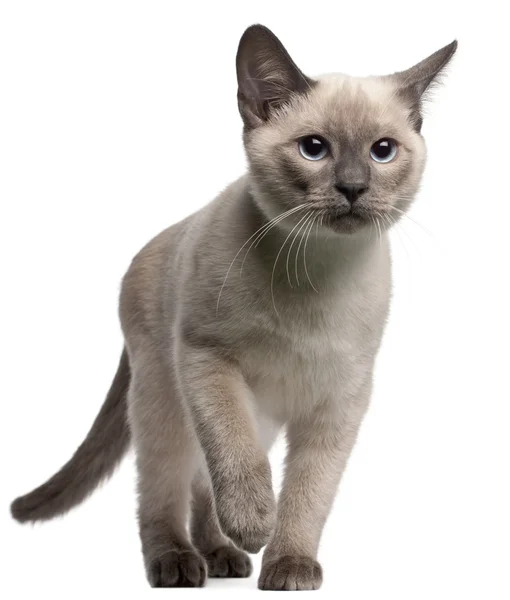 Thai kitten, 4 months old, walking in front of white background — Stock Photo, Image