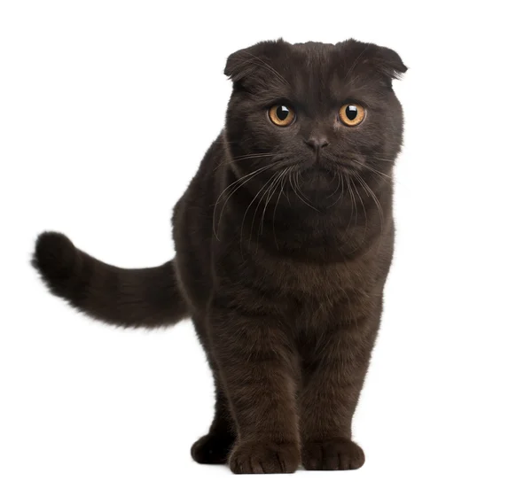 Scottish Fold Kitten, 4 months old, standing in front of white background — Stock Photo, Image