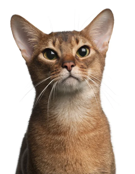 Abyssinian Cat, 1 year old, in front of white background — Stock Photo, Image