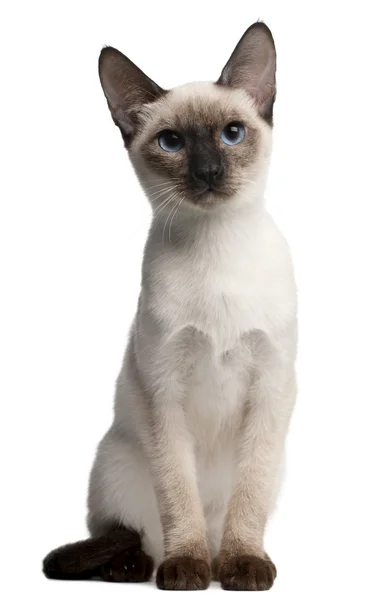 Thai kitten, 5 months old, sitting in front of white background — Stock Photo, Image