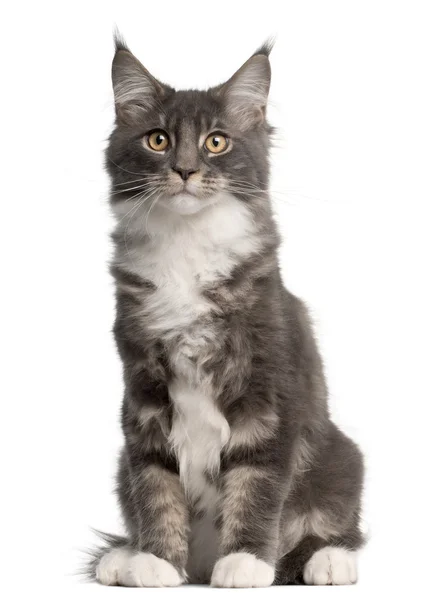 Maine Coon Kitten, 5 months old, sitting in front of white background — Stock Photo, Image