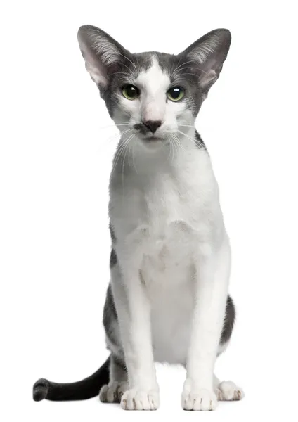 Oosterse bicolor kat, 1 jaar oud, zit op witte achtergrond — Stockfoto