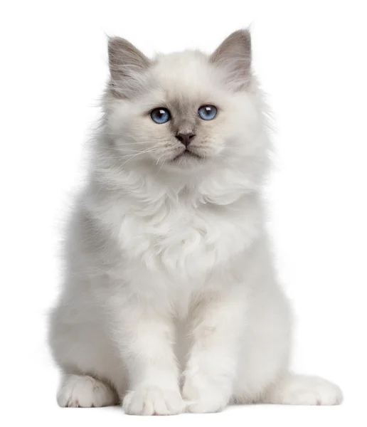 バーマン子猫、10 週古い、白い背景の前に座っています。 — ストック写真