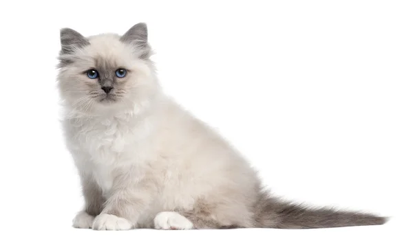 Birman kitten, 10 weeks old, sitting in front of white background — Stock Photo, Image
