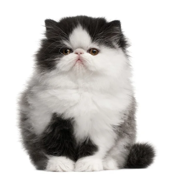 Perské koťátko, 10 týdnů stará, sedí v přední části bílé pozadí — Stock fotografie