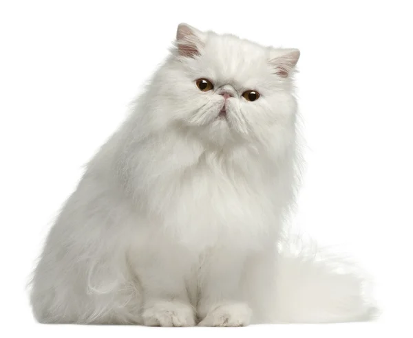 stock image Persian cat, 8 months old, sitting in front of white background