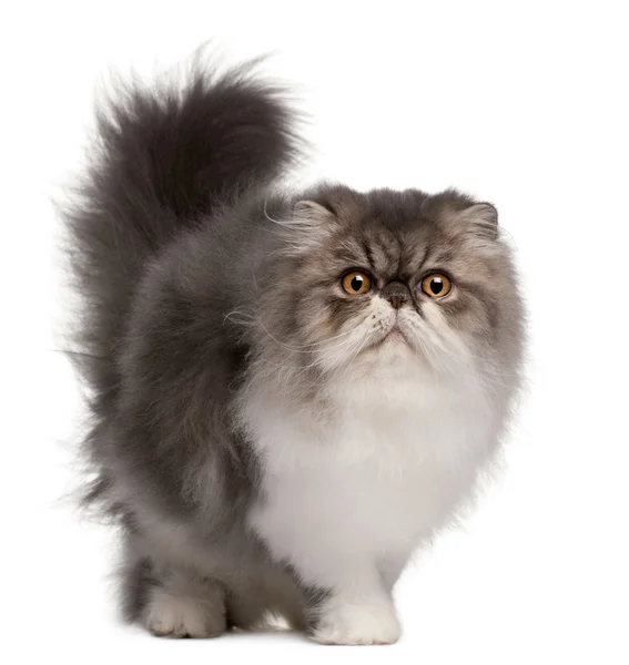 stock image Persian cat, 6 months old, standing in front of white background