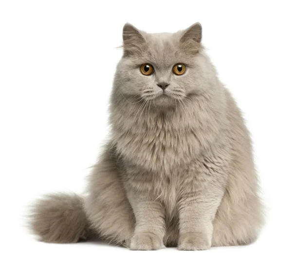British longhair cat, 15 months old, sitting in front of white background — Stock Photo, Image