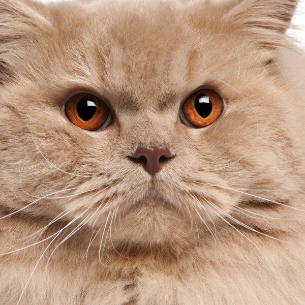 Zbliżenie: brytyjski długowłosy kot, 15 miesięcy — Zdjęcie stockowe