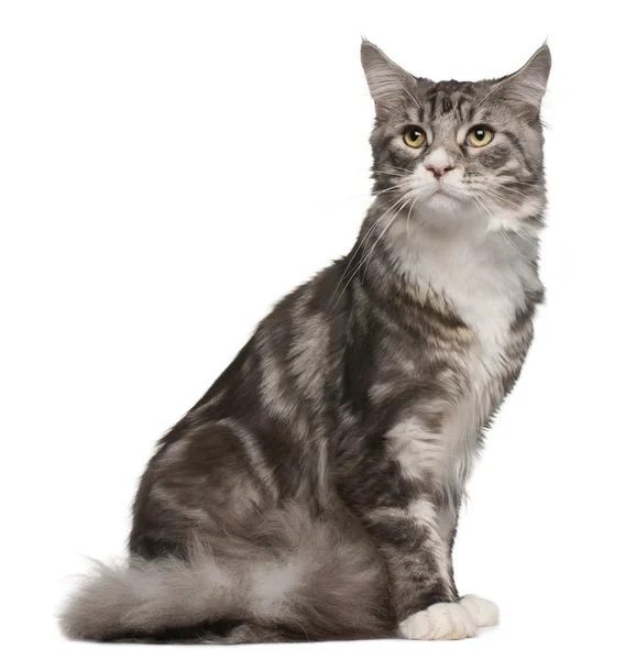 Maine coon cat, 1 year old, sitting in front of white background — Stock Photo, Image