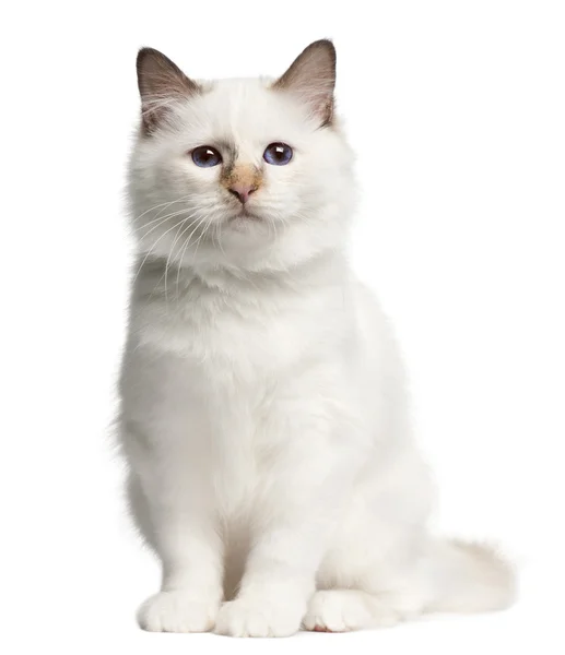 バーマン子猫、4 ヶ月、白い背景の前に座っています。 — ストック写真