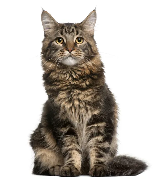 Maine Coon cat, 6 months old, sitting in front of white background — Zdjęcie stockowe