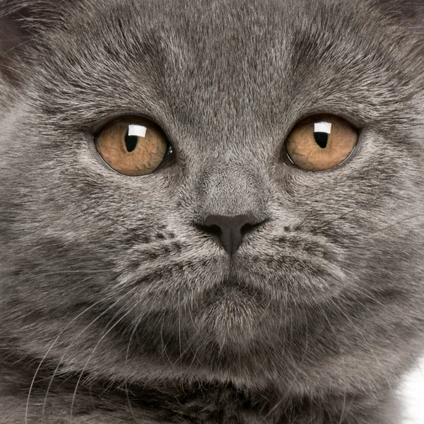 Close-up van Britse korthaar kitten, 10 weken oud — Stockfoto