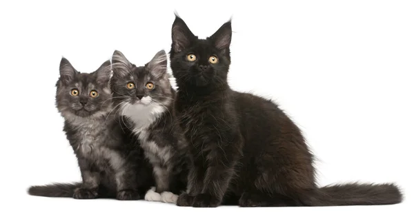 Maine Coon Kittens, 12 weeks old, sitting in front of white background — Stock Photo, Image