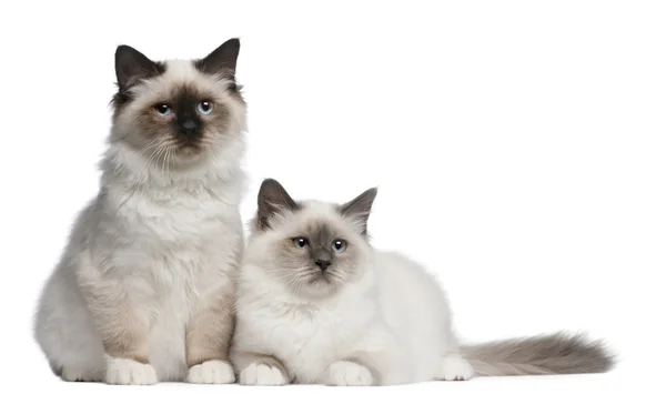 Birman Kittens, 4 months old, sitting in front of white background — Stock Photo, Image