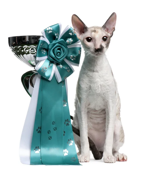 stock image Cornish Rex cat, 7 months old, sitting next to prize in front of white background