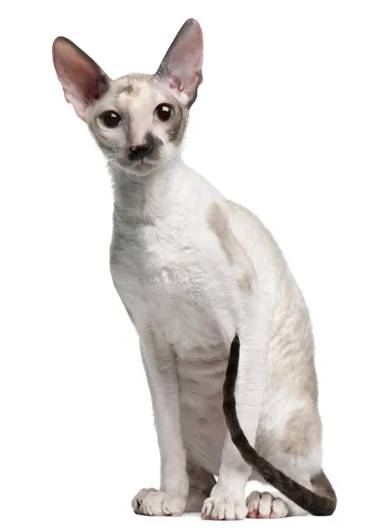 Cornish Rex cat, 7 months old, sitting in front of white background — Stock Photo, Image