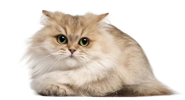 Британська довгошерста кішка, 3 х років, що лежить перед білим тлом — стокове фото