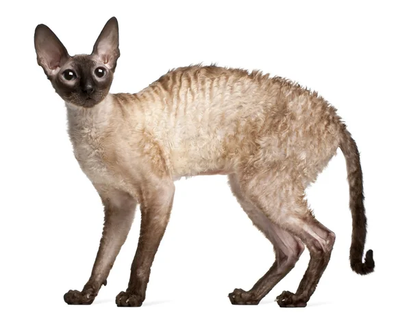 Cornish Rex cat, 14 months old, standing in front of white background — Stock Photo, Image