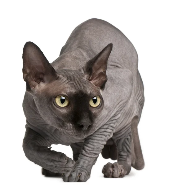 Sphynx cat, 11 months old, crouching in front of white background — Stock Photo, Image