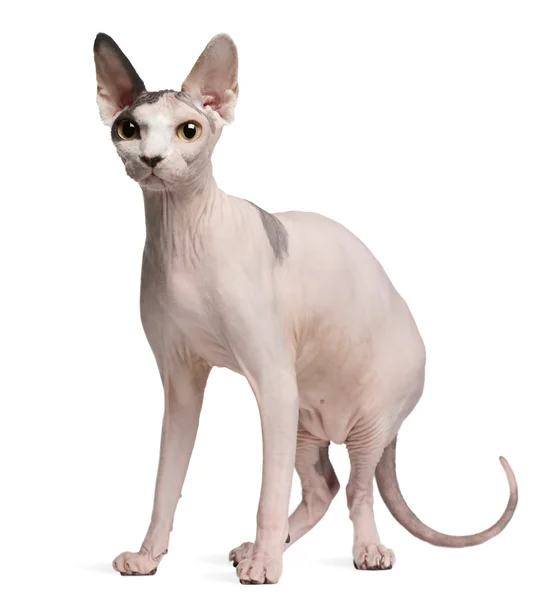 Sphynx kot, 13 miesięcy, stojąc z przodu białe tło — Zdjęcie stockowe