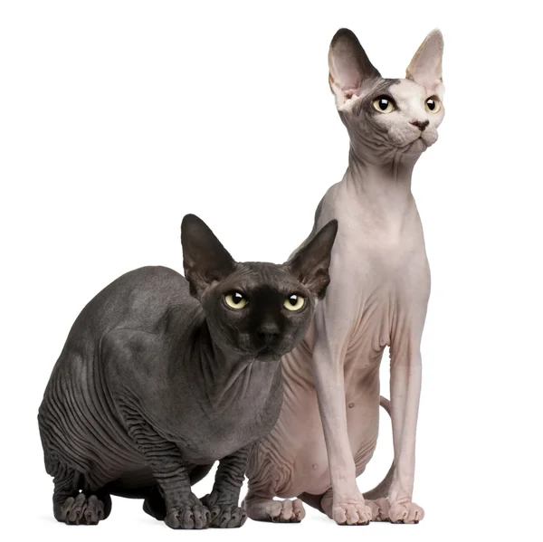 Sphynx cats, 13 months old, sitting in front of white background — Stock Photo, Image