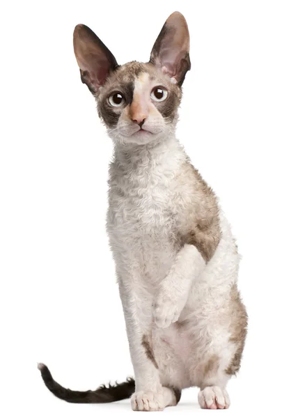 Cornish Rex kitten, 4 months old, sitting in front of white background — Stock Photo, Image