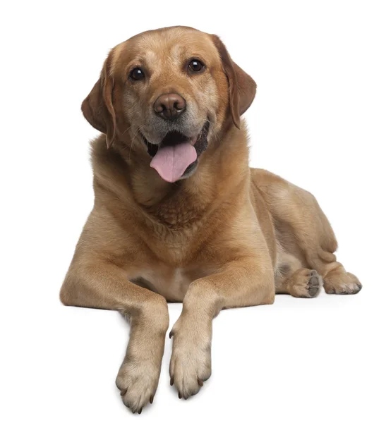 Labrador Retriever, 9 years old, lying in front of white background — Stock Photo, Image